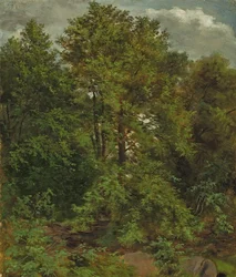 Motiv von der Pillnitzer Elbinsel